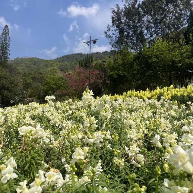ดอยอ่างขาง (Doi Angkhang)