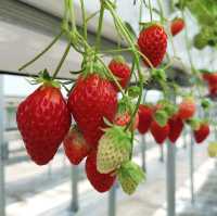 Grandberry Farm Osaka