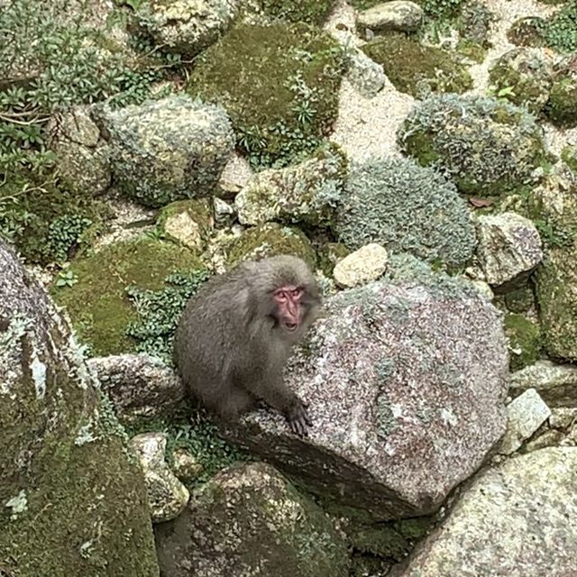 Hiking through the trail of Yakushima Island 