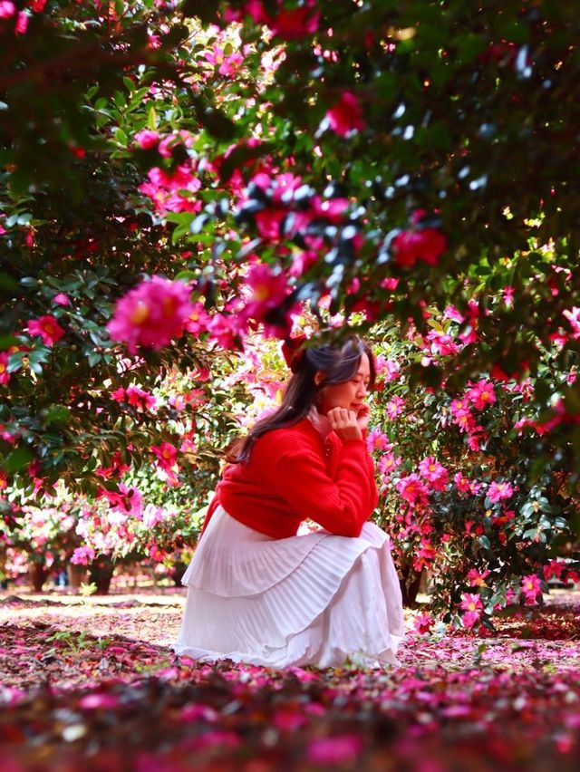 제주동백 끝판왕, 여기만 가도 완벽🌺❤️