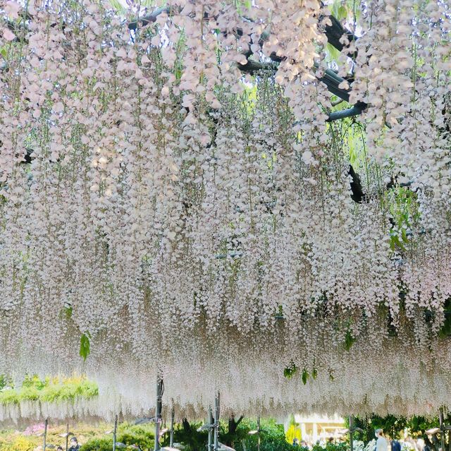 A hundred year old westeria tree.