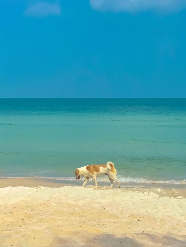 켐 비치에서 맥주 마시며 바다 보기🐳