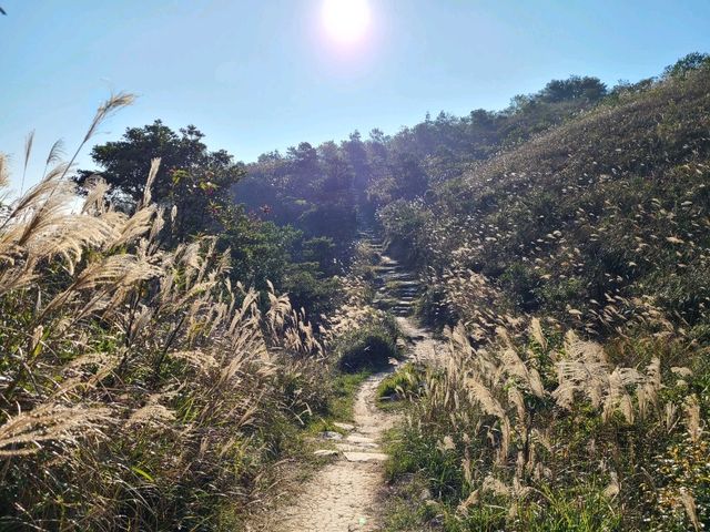 【香港之顛~鳳凰山🌅】