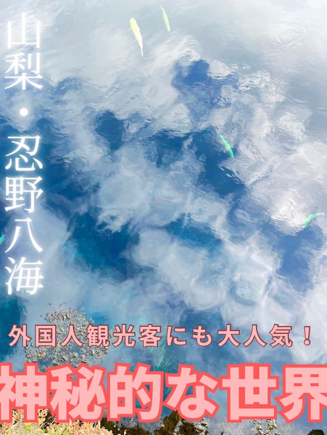【世界遺産】富士山の麓で神秘的な世界🗻
