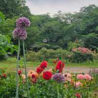 東京都心最大嘅公園：代代木公園隨意遊