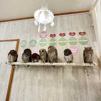 Make friends with an owl in this cafe!