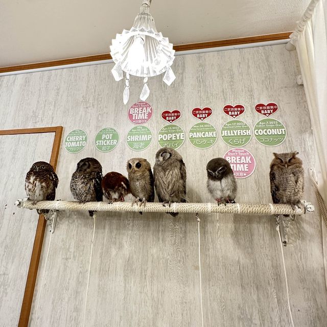 Make friends with an owl in this cafe!