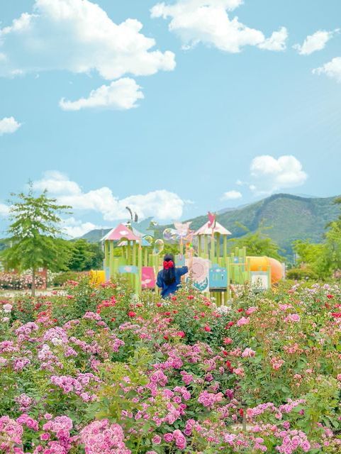 무슨 장미를 좋아할지 몰라 다 준비해봤어🌹