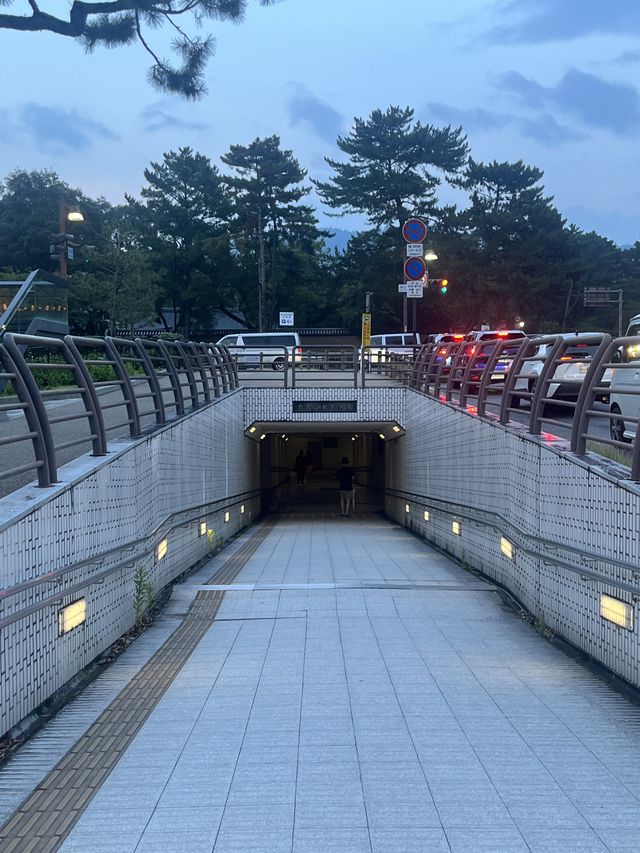 예쁜 사슴들을 원없이 볼수 있는 공원 : 나라사슴공원