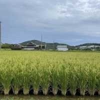 【兵庫県】並んでも食べたい絶品フルーツかき氷！