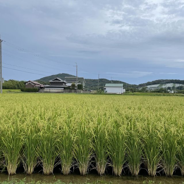 【兵庫県】並んでも食べたい絶品フルーツかき氷！