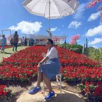 🌼🌼พักกายพักใจ💕💕ชมดอกไม้สวยๆๆ🪻🪻💐💐🌸🌼