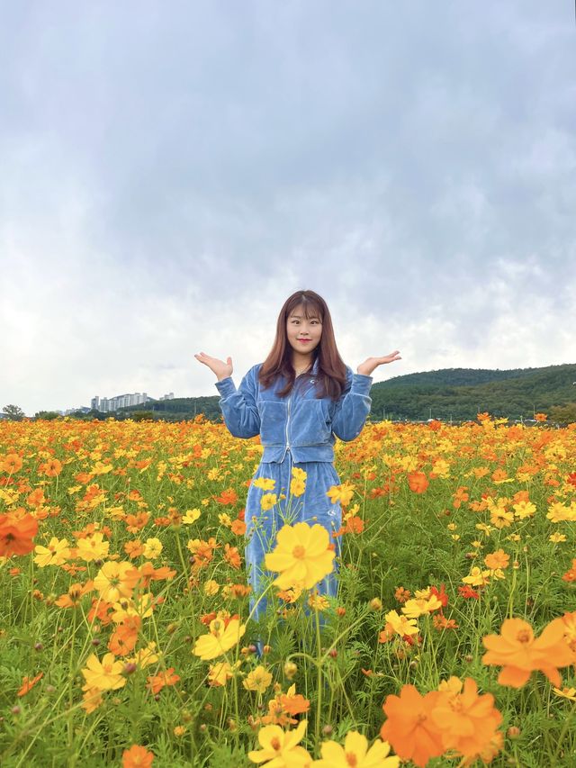 대구 역대급 코스모스 밭💖