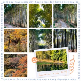 Jiangbei Park 🎋🏞️Green Paradise🎍🌳