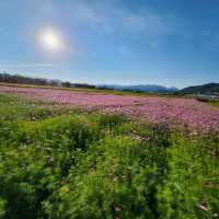 Xinshe Sea of Flowers
