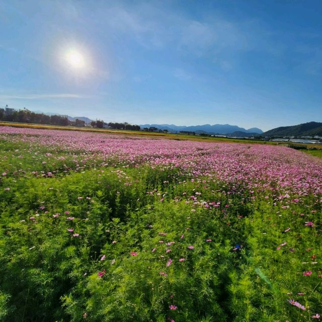 Xinshe Sea of Flowers