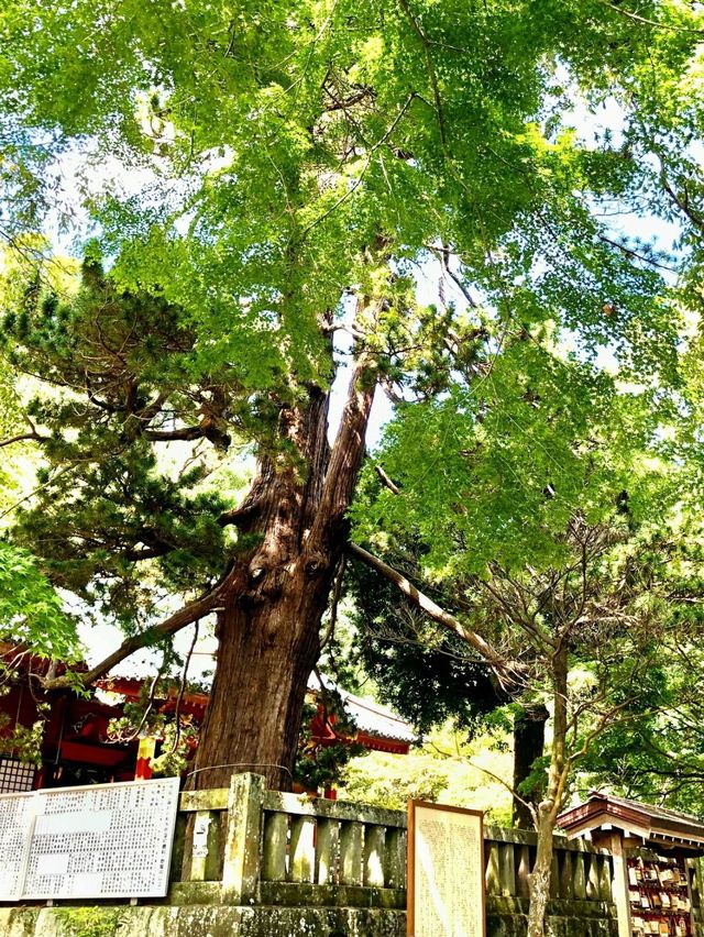 【熱海お出かけスポット】伊豆山神社