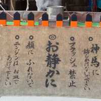 上賀茂神社で、神馬に人参をやったのが楽しかった。