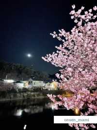 【静岡 河津桜】夜のライトアップもおすすめ！河津桜まつり🌸