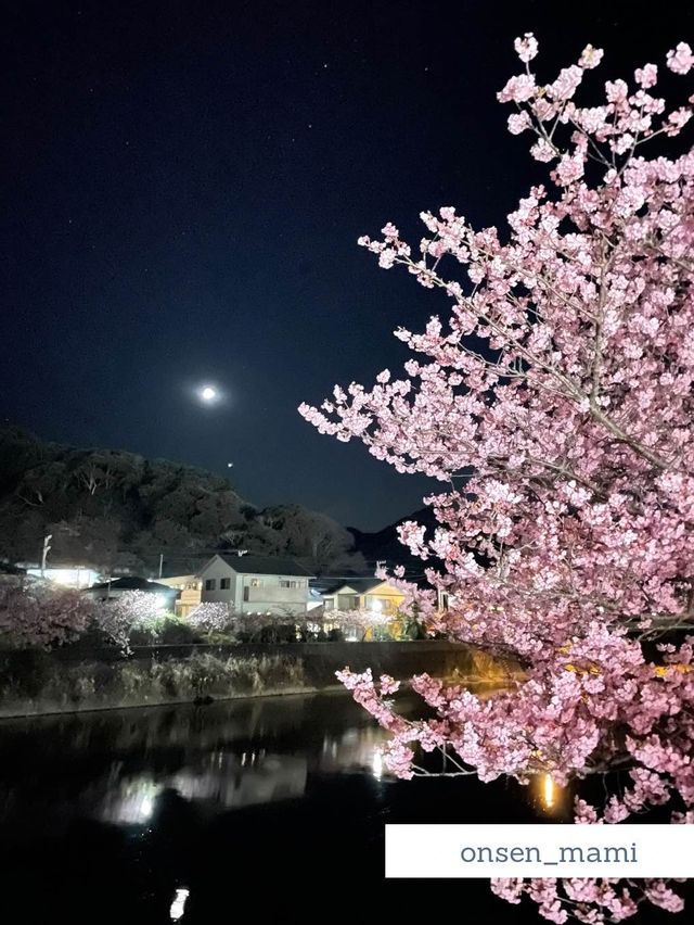 【静岡 河津桜】夜のライトアップもおすすめ！河津桜まつり🌸