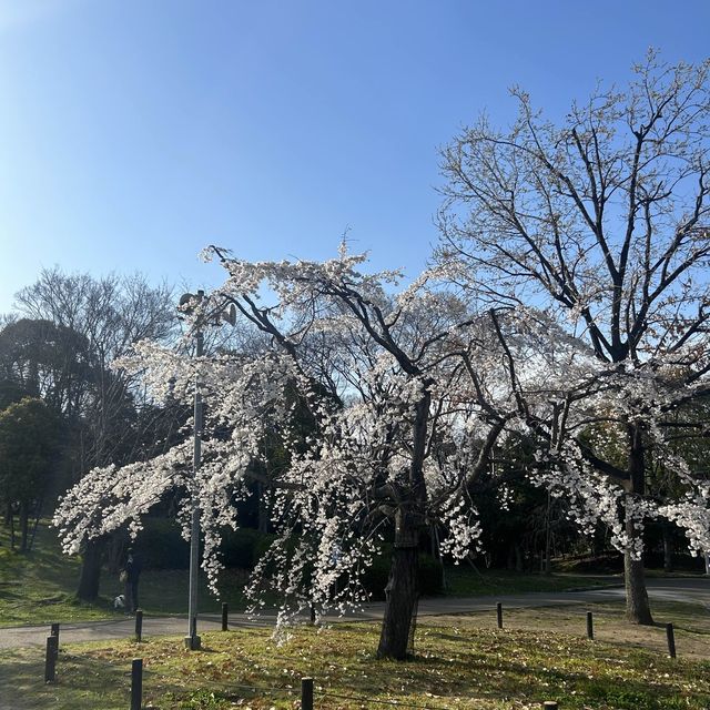 耗一整天也覺得不夠的大仙公園
