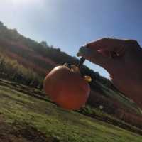 伯斯景點丨季節限定！金黃色大道柿子園Raeburn Orchards