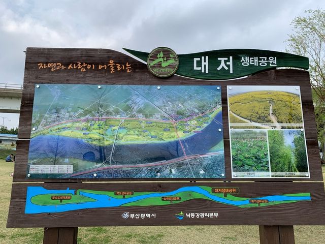 非常震撼油菜花田｜大渚生態公園