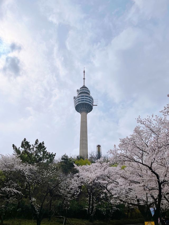 대구 이월드🌸 | 2023 블라썸 피크닉, 벚꽃 명소, 2층 빨강 버스, 이월드 
