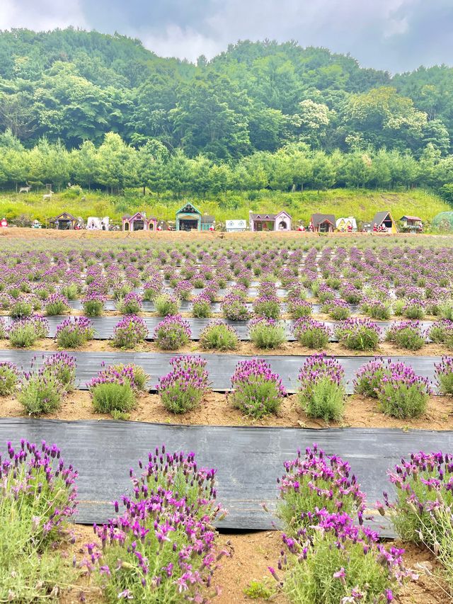 포천 허브아일랜드 라벤더축제💜