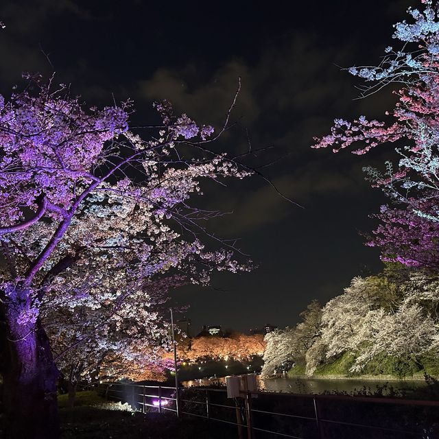 東京最美夜櫻之一🌸 – 千鳥之淵