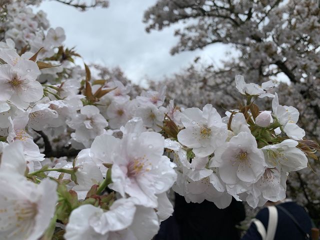 京都　京都観光　京都仁和寺の桜に圧倒される2023