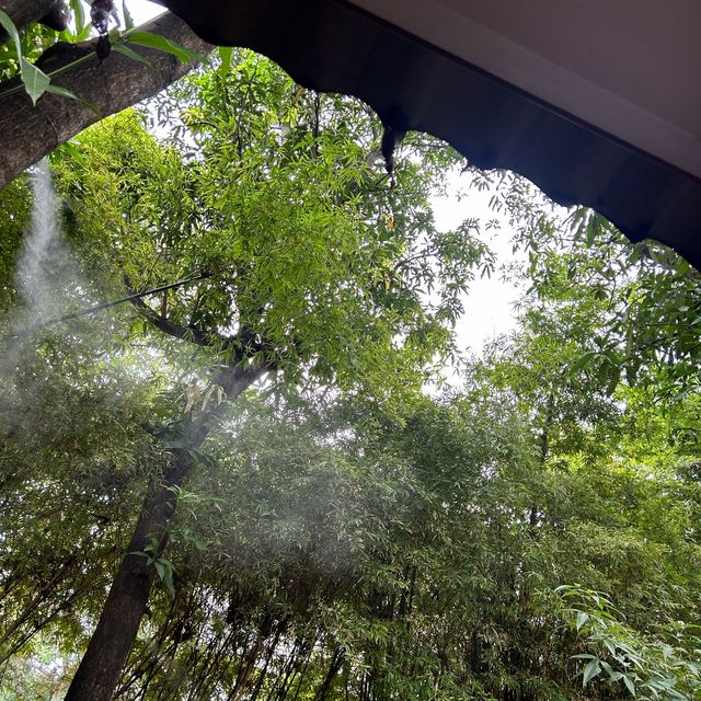 💚🍵 มีใจให้มัทฉะ Magokoro Teahouse เชียงใหม่ 🪴🌳