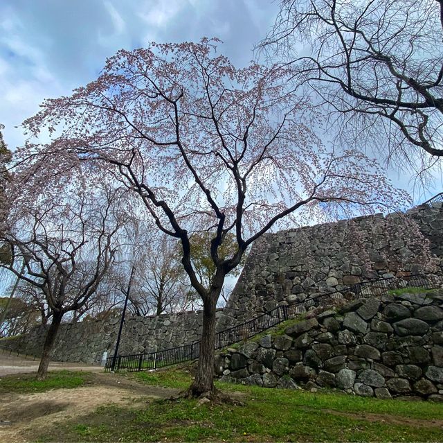 Maizuru park (舞鶴公園）