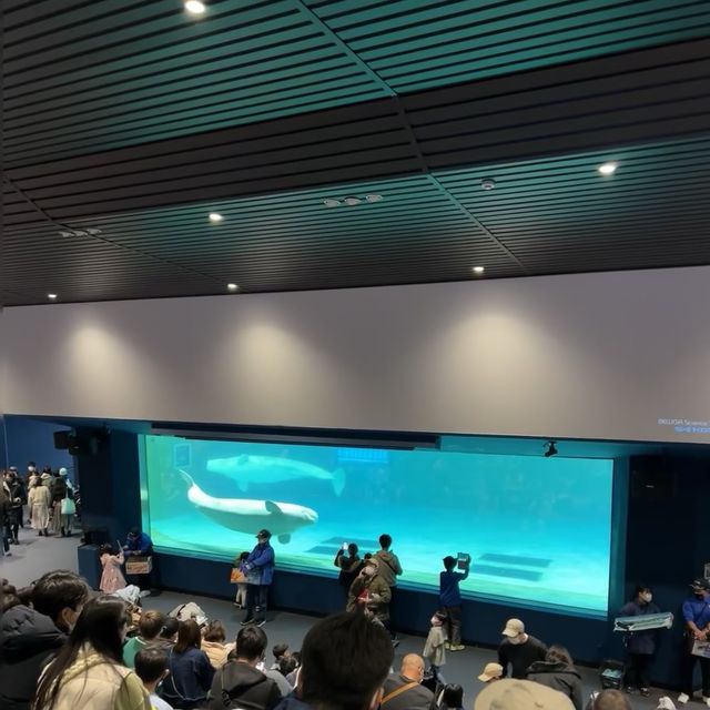海洋奇遇！鴨川海洋世界🐳🐙🌊