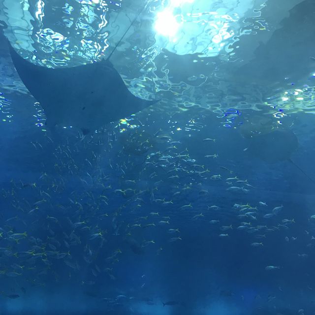 絕美 美麗海水族館