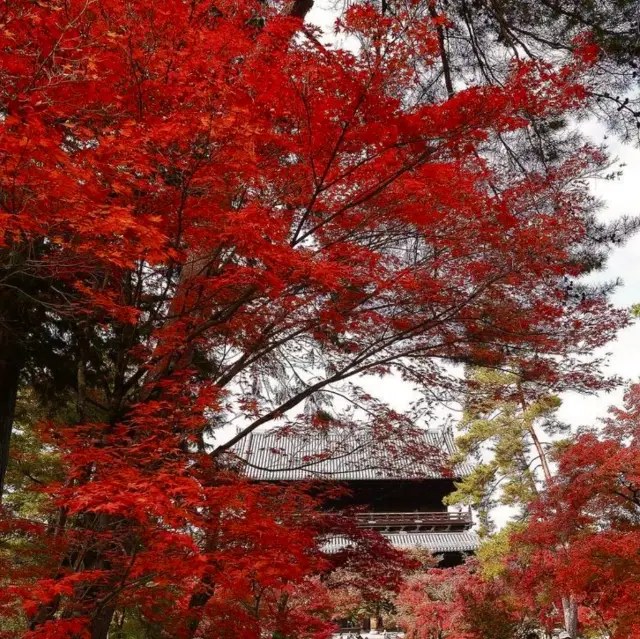 🏯🍁 고즈넉하고 우아한 역사도시 교토에서의 단풍 산책 🍁🍂