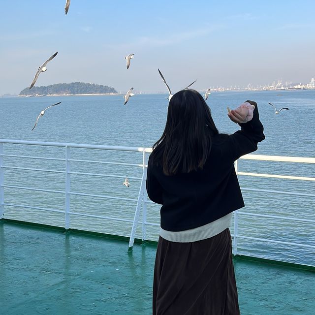 갈매기에게 새우깡 먹이 줄 수 있는 인천 영종도 배⛴️