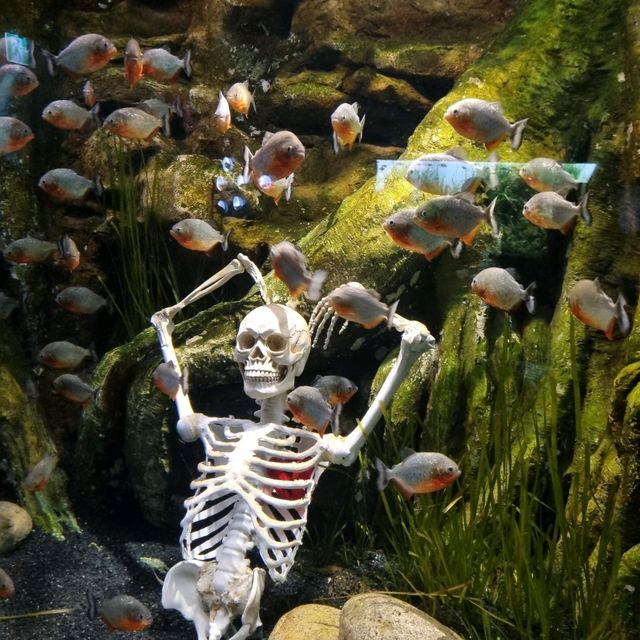 🦈🐠롯데월드몰 아쿠아리움에서 물고기 먹이주기🐬🐳
