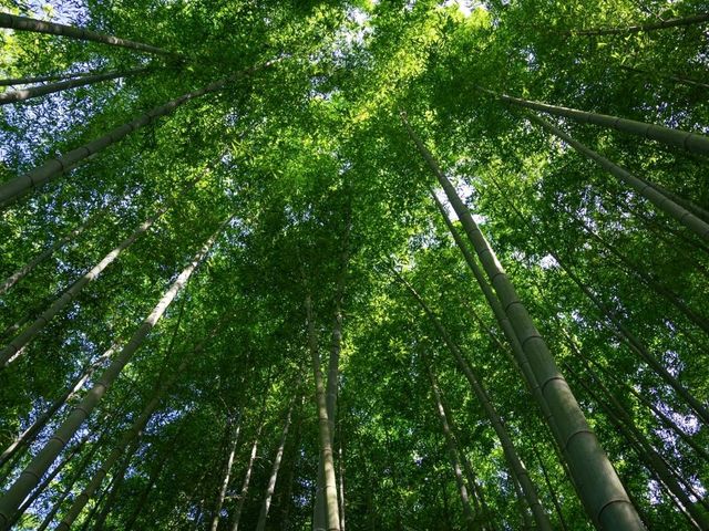 【京都市】青葉に映える緋毛氈🟥🌿