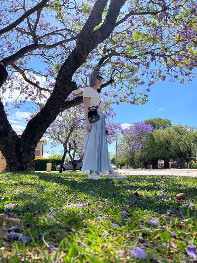 澳洲柏斯浪漫 💕藍花楹Jacaranda 💜