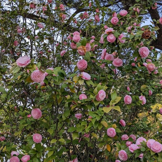 【電車と桜の夙川】近所の方もオススメの夙川駅！