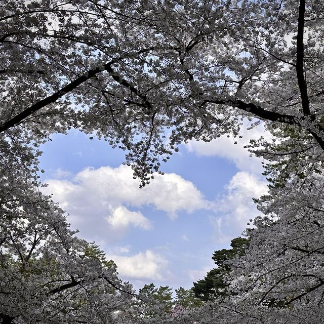 Hirosaki Castle!! 