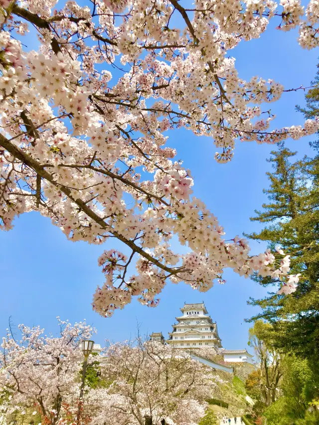 季節毎に白さ映える白鷺【世界文化遺産 姫路城】兵庫