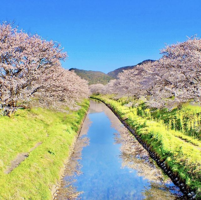 三水川桜ロード