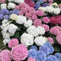 🌷ดอกทิวลิปบานที่ระยอง 🌷