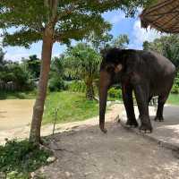 The best day of your life with Elephants 🐘🌿