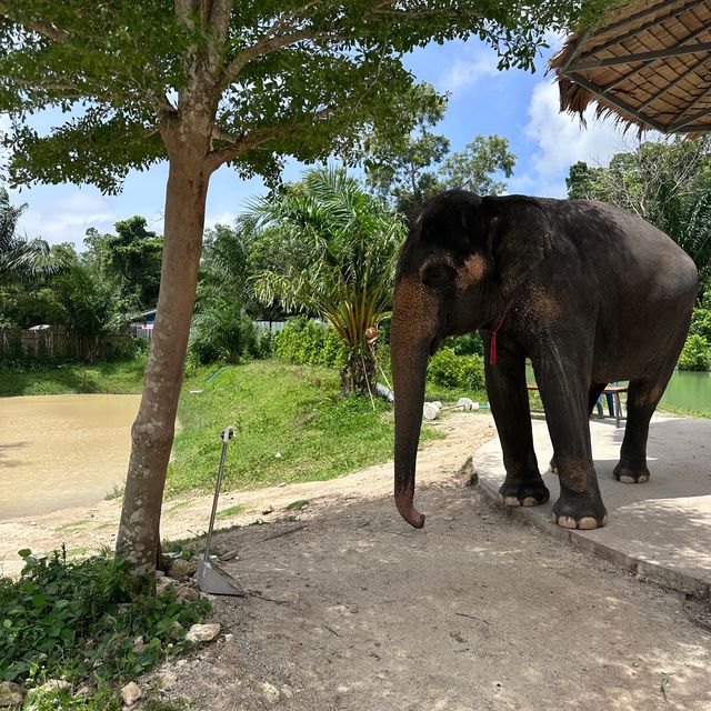 The best day of your life with Elephants 🐘🌿