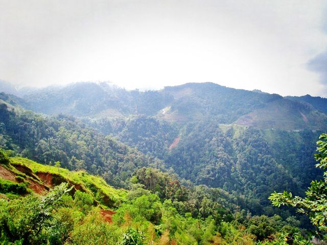 Dine in a tea plantation