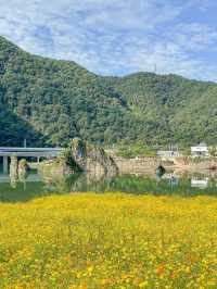 황화코스모스 물결 가득 찬 단양🌼💛