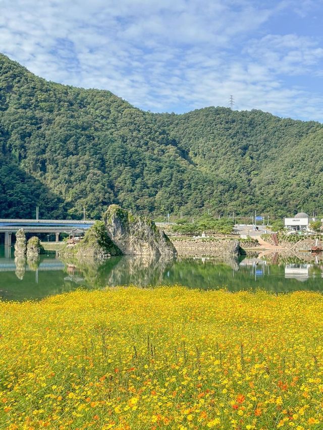 황화코스모스 물결 가득 찬 단양🌼💛